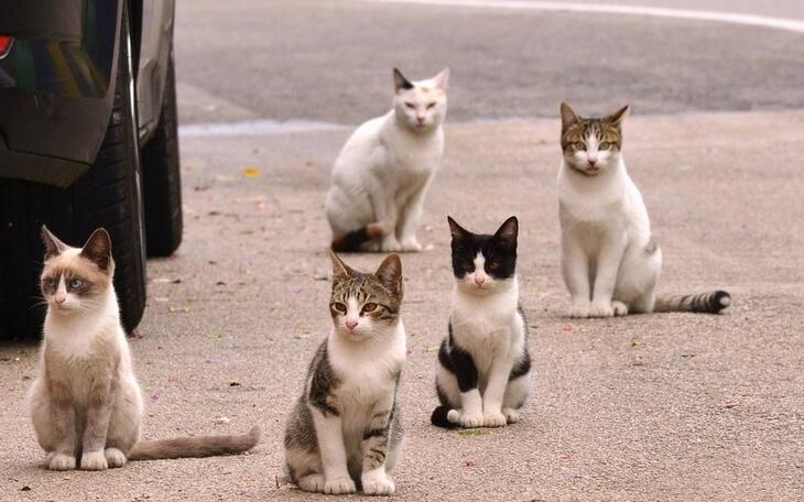 Benidorm pierde una subvención de la Diputación para la esterilización de gatos callejeros